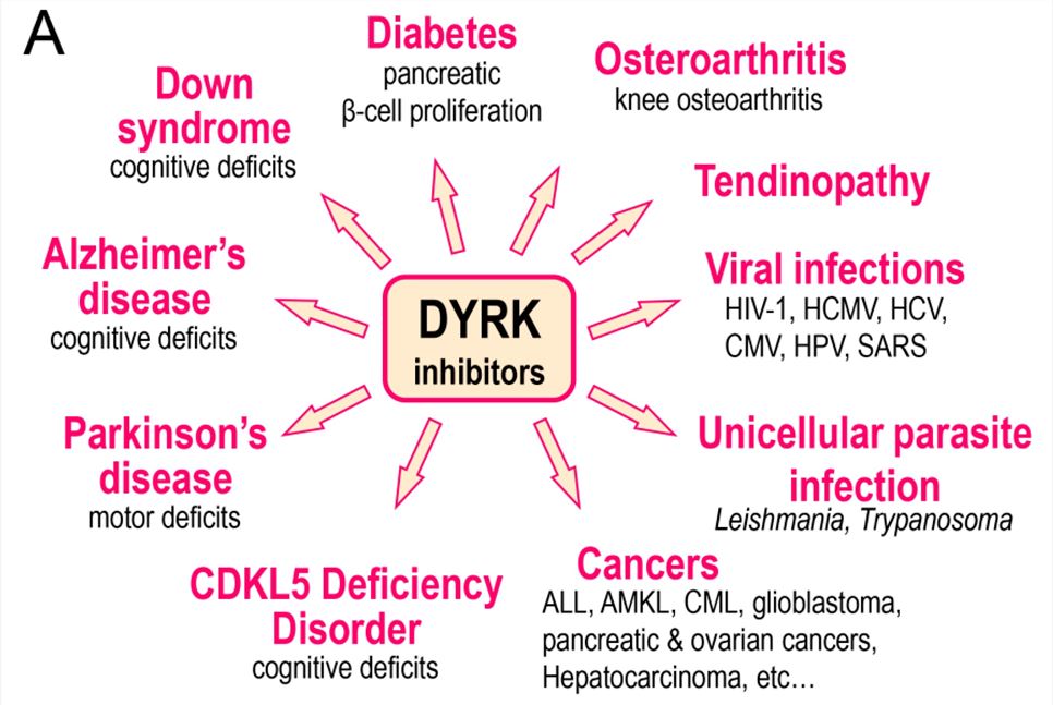 DYRK inhibitors (in particular inhibitors of DYRK1A) have been investigated in the indicated diseases.